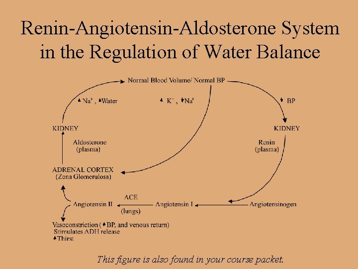 Renin-Angiotensin-Aldosterone System in the Regulation of Water Balance This figure is also found in