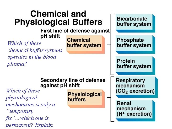 Which of these chemical buffer systems operates in the blood plasma? Which of these