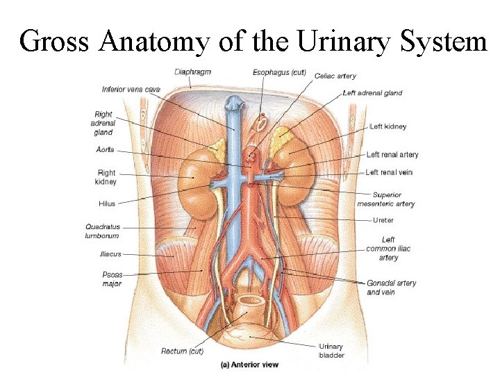 Gross Anatomy of the Urinary System 
