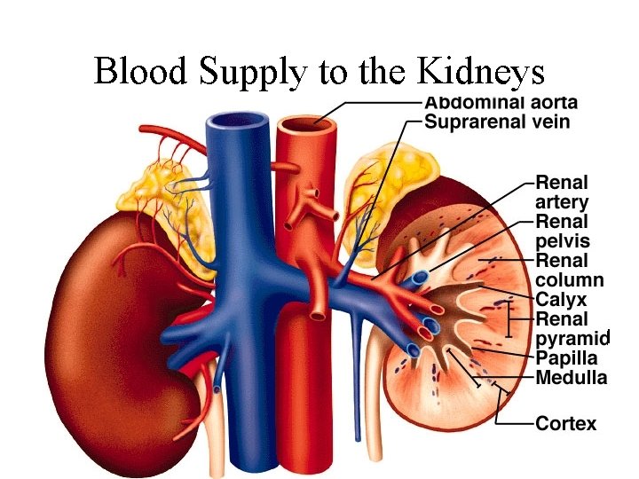 Blood Supply to the Kidneys 