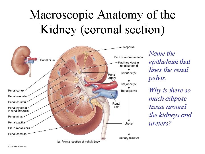 Macroscopic Anatomy of the Kidney (coronal section) Name the epithelium that lines the renal