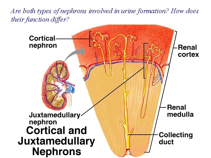 Are both types of nephrons involved in urine formation? How does their function differ?