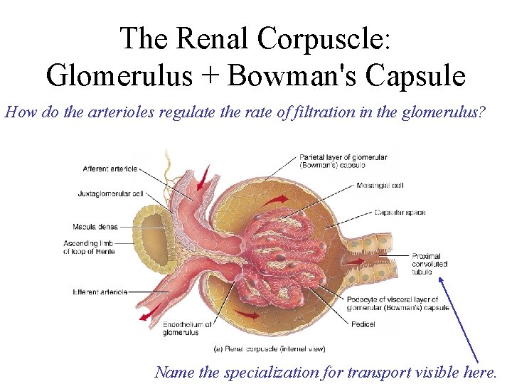 The Renal Corpuscle: Glomerulus + Bowman's Capsule How do the arterioles regulate the rate
