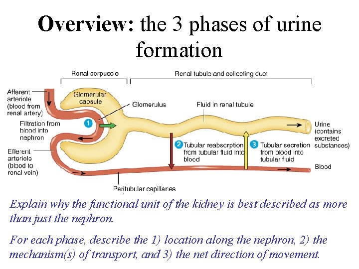 Overview: the 3 phases of urine formation Explain why the functional unit of the