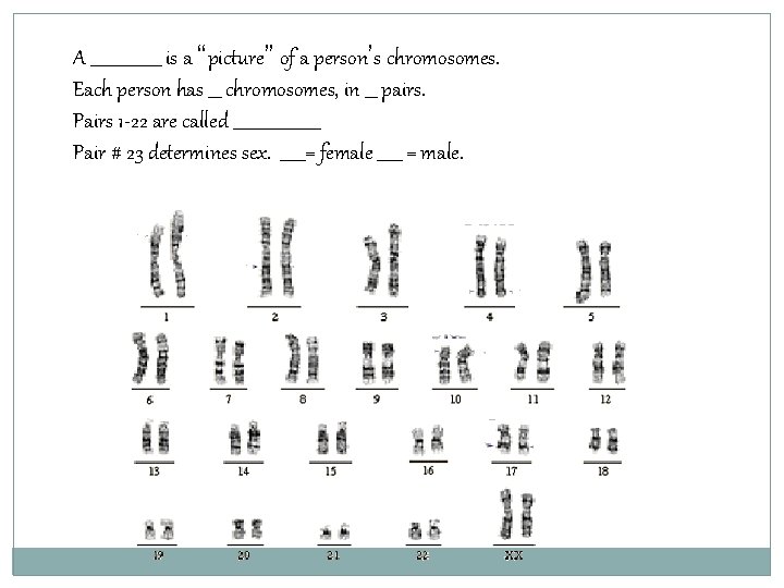 A _________ is a “picture” of a person’s chromosomes. Each person has ___ chromosomes,