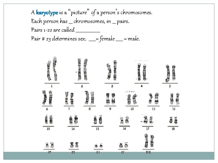 A karyotype is a “picture” of a person’s chromosomes. Each person has ___ chromosomes,