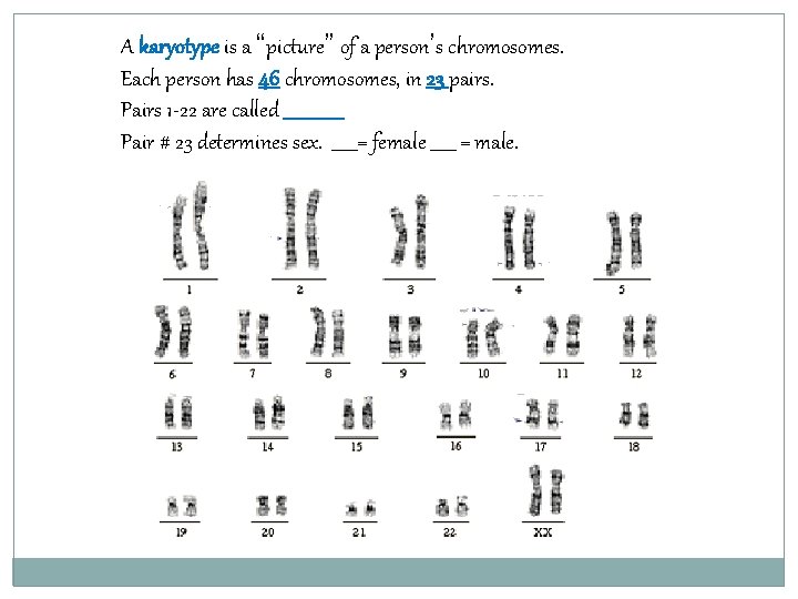 A karyotype is a “picture” of a person’s chromosomes. Each person has 46 chromosomes,