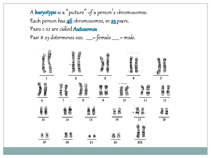 A karyotype is a “picture” of a person’s chromosomes. Each person has 46 chromosomes,