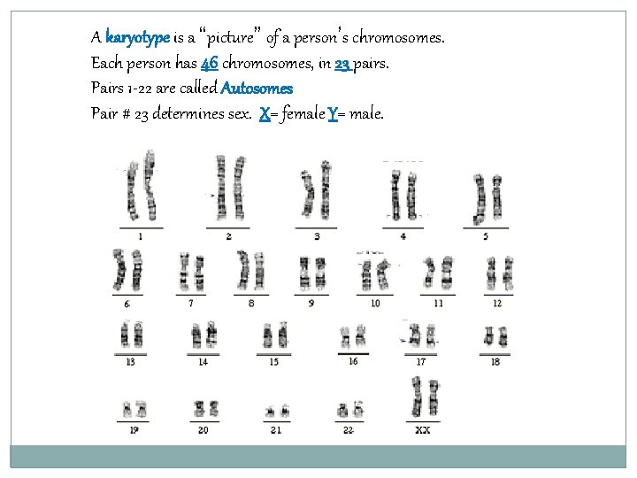 A karyotype is a “picture” of a person’s chromosomes. Each person has 46 chromosomes,