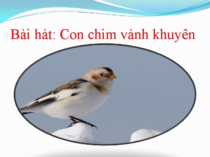 Bài hát: Con chim vành khuyên 