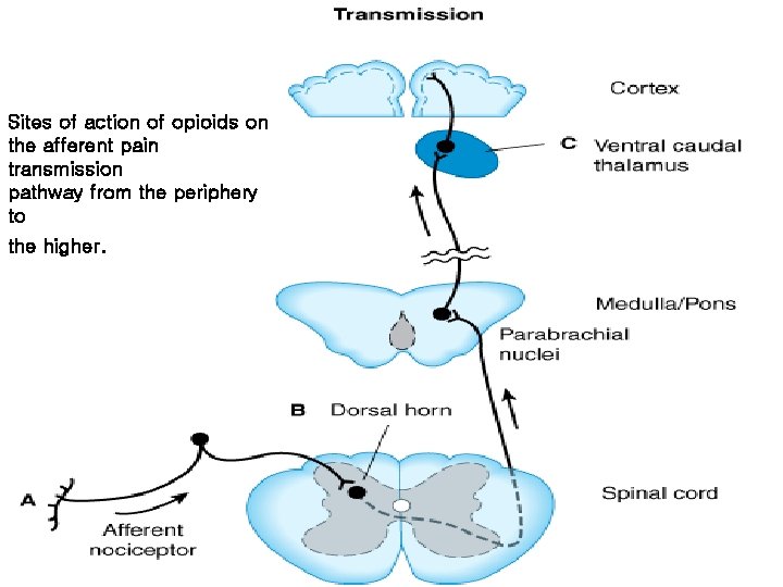 Sites of action of opioids on the afferent pain transmission pathway from the periphery