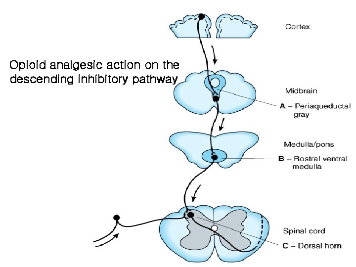 Opioid analgesic action on the descending inhibitory pathway 