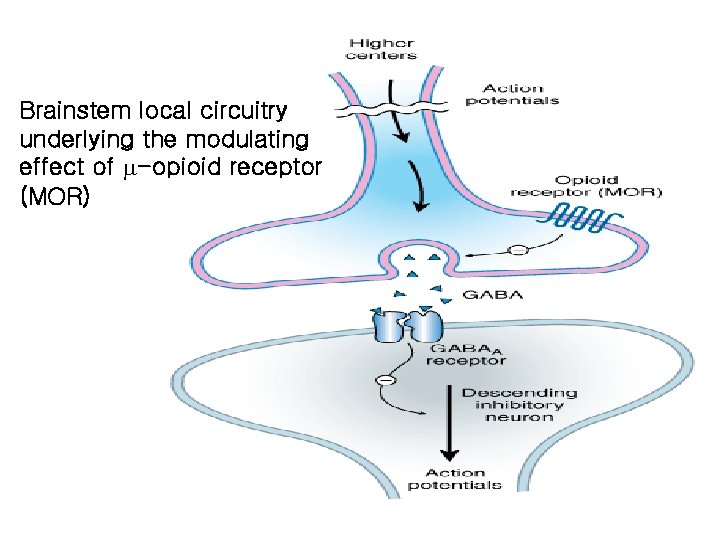 Brainstem local circuitry underlying the modulating effect of -opioid receptor (MOR) 