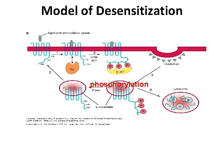 Model of Desensitization phosphorylation 