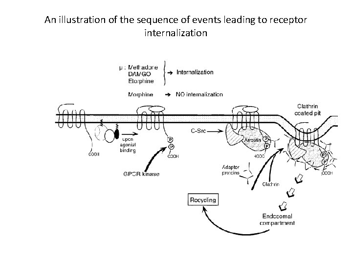 An illustration of the sequence of events leading to receptor internalization 