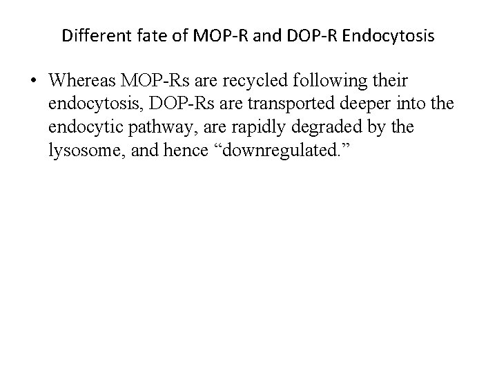 Different fate of MOP-R and DOP-R Endocytosis • Whereas MOP-Rs are recycled following their