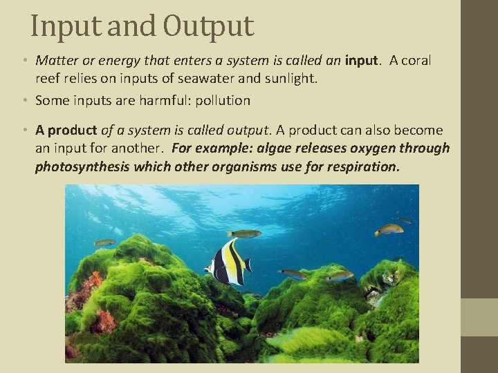 Input and Output • Matter or energy that enters a system is called an