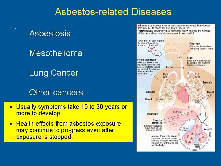 Asbestos-related Diseases. Asbestosis Mesothelioma Lung Cancer Other cancers • Usually symptoms take 15 to