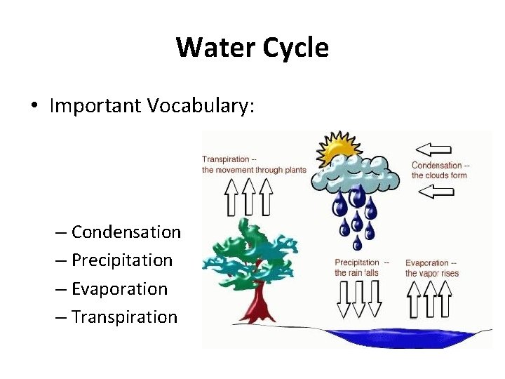 Water Cycle • Important Vocabulary: – Condensation – Precipitation – Evaporation – Transpiration 