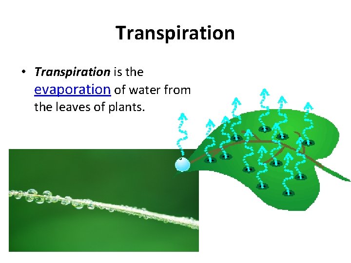 Transpiration • Transpiration is the evaporation of water from the leaves of plants. 