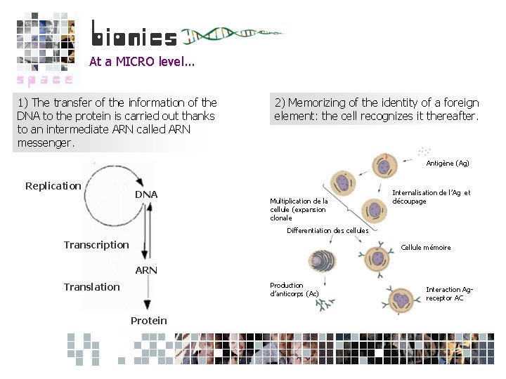 At a MICRO level. . . 1) The transfer of the information of the
