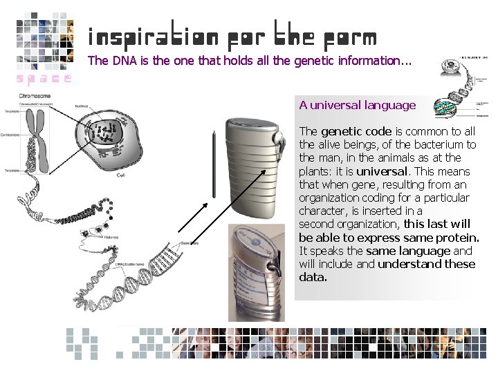 The DNA is the one that holds all the genetic information. . . A