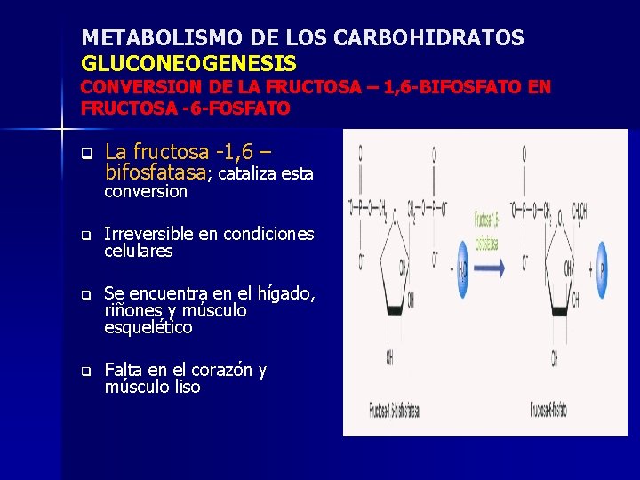 METABOLISMO DE LOS CARBOHIDRATOS GLUCONEOGENESIS CONVERSION DE LA FRUCTOSA – 1, 6 -BIFOSFATO EN