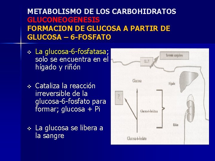 METABOLISMO DE LOS CARBOHIDRATOS GLUCONEOGENESIS FORMACION DE GLUCOSA A PARTIR DE GLUCOSA – 6