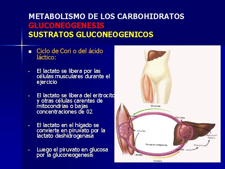 METABOLISMO DE LOS CARBOHIDRATOS GLUCONEOGENESIS SUSTRATOS GLUCONEOGENICOS n Ciclo de Cori o del ácido