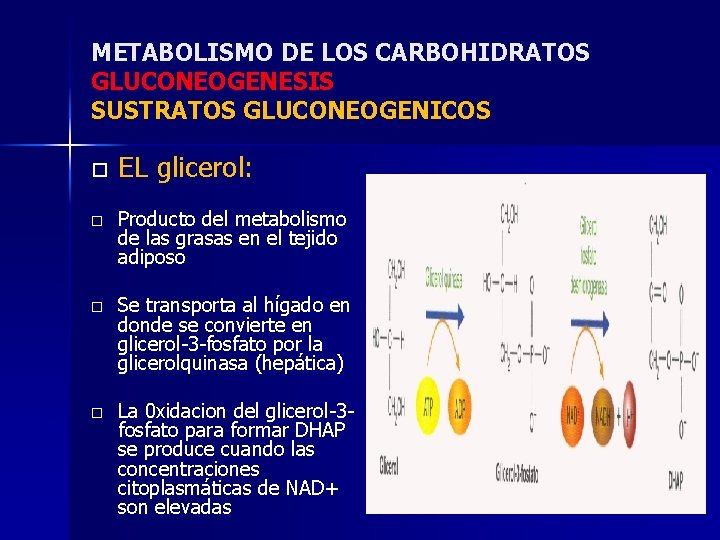 METABOLISMO DE LOS CARBOHIDRATOS GLUCONEOGENESIS SUSTRATOS GLUCONEOGENICOS o EL glicerol: o Producto del metabolismo