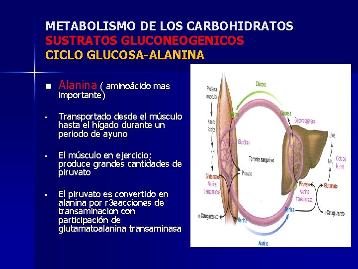 METABOLISMO DE LOS CARBOHIDRATOS SUSTRATOS GLUCONEOGENICOS CICLO GLUCOSA-ALANINA n Alanina ( aminoácido mas importante)