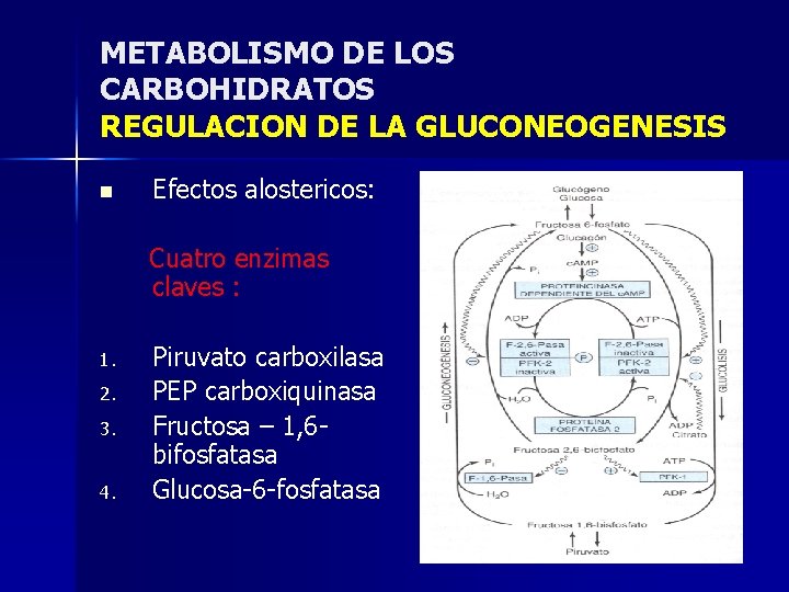 METABOLISMO DE LOS CARBOHIDRATOS REGULACION DE LA GLUCONEOGENESIS n Efectos alostericos: Cuatro enzimas claves
