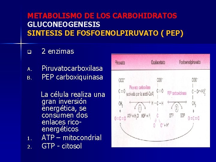 METABOLISMO DE LOS CARBOHIDRATOS GLUCONEOGENESIS SINTESIS DE FOSFOENOLPIRUVATO ( PEP) q 2 enzimas A.