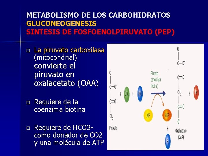 METABOLISMO DE LOS CARBOHIDRATOS GLUCONEOGENESIS SINTESIS DE FOSFOENOLPIRUVATO (PEP) o La piruvato carboxilasa (mitocondrial)