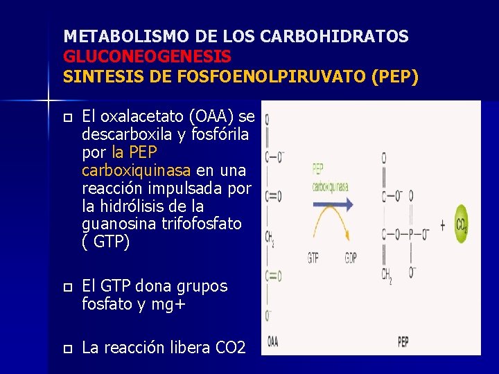 METABOLISMO DE LOS CARBOHIDRATOS GLUCONEOGENESIS SINTESIS DE FOSFOENOLPIRUVATO (PEP) o El oxalacetato (OAA) se