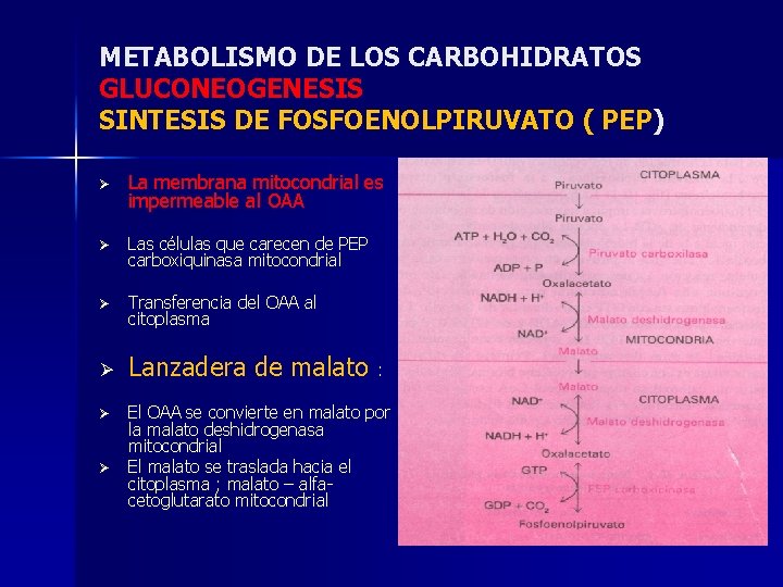 METABOLISMO DE LOS CARBOHIDRATOS GLUCONEOGENESIS SINTESIS DE FOSFOENOLPIRUVATO ( PEP) Ø La membrana mitocondrial