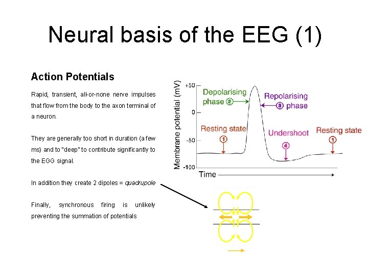 Neural basis of the EEG (1) Action Potentials Rapid, transient, all-or-none nerve impulses that