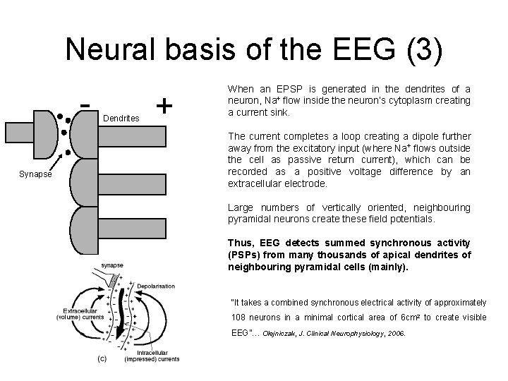 Neural basis of the EEG (3) Synapse Dendrites + When an EPSP is generated