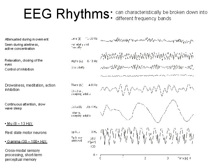 EEG Rhythms: Attenuated during movement Seen during alertness, active concentration Relaxation, closing of the