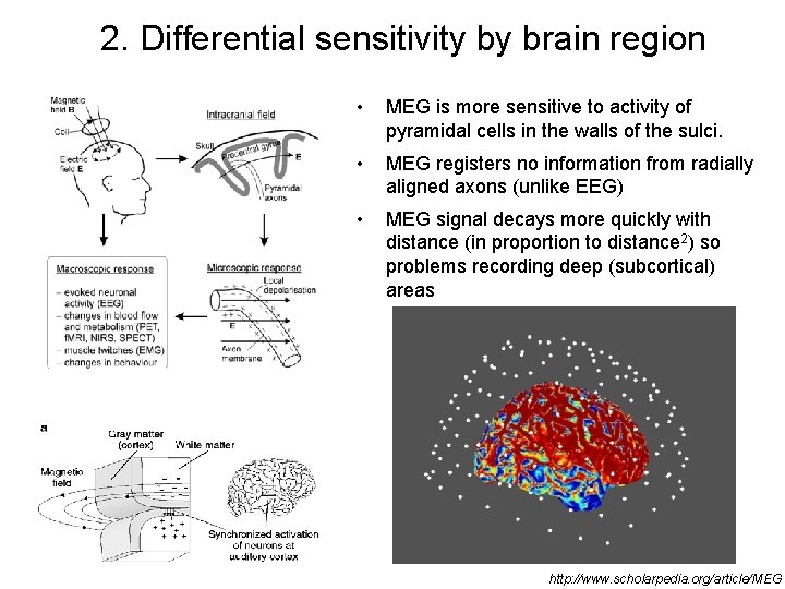 2. Differential sensitivity by brain region • MEG is more sensitive to activity of
