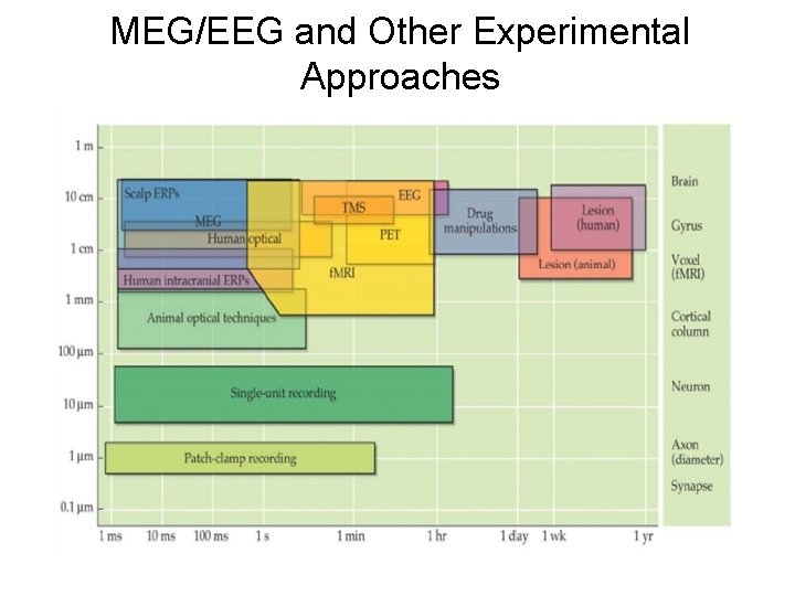 MEG/EEG and Other Experimental Approaches 