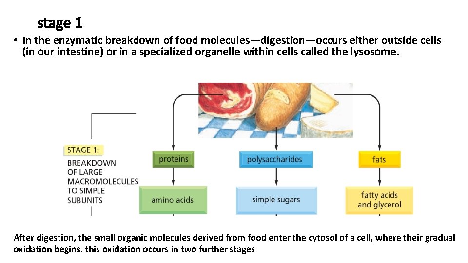 stage 1 • In the enzymatic breakdown of food molecules—digestion—occurs either outside cells (in