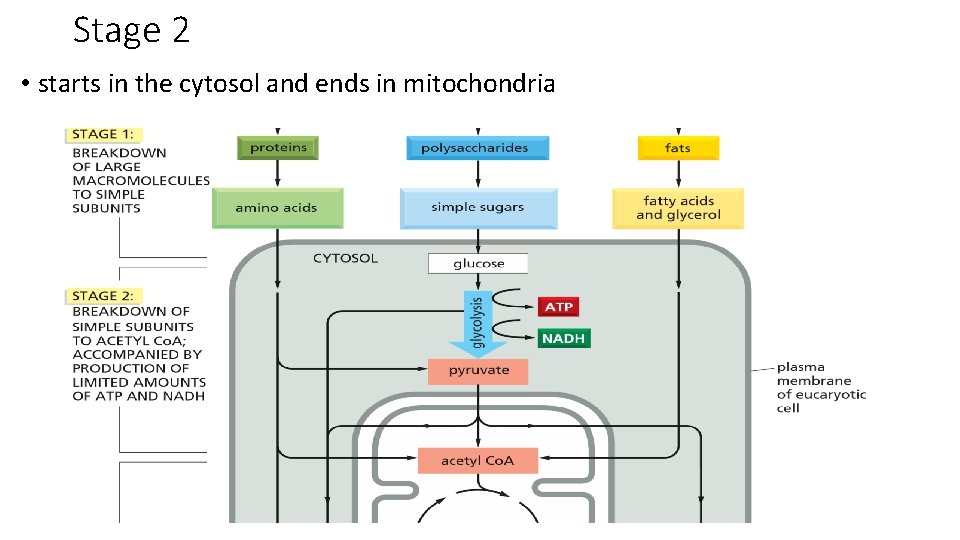 Stage 2 • starts in the cytosol and ends in mitochondria 