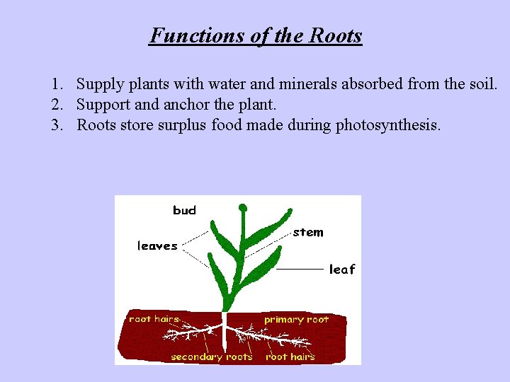 Functions of the Roots 1. Supply plants with water and minerals absorbed from the