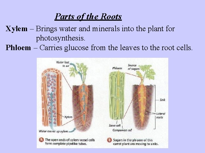 Parts of the Roots Xylem – Brings water and minerals into the plant for