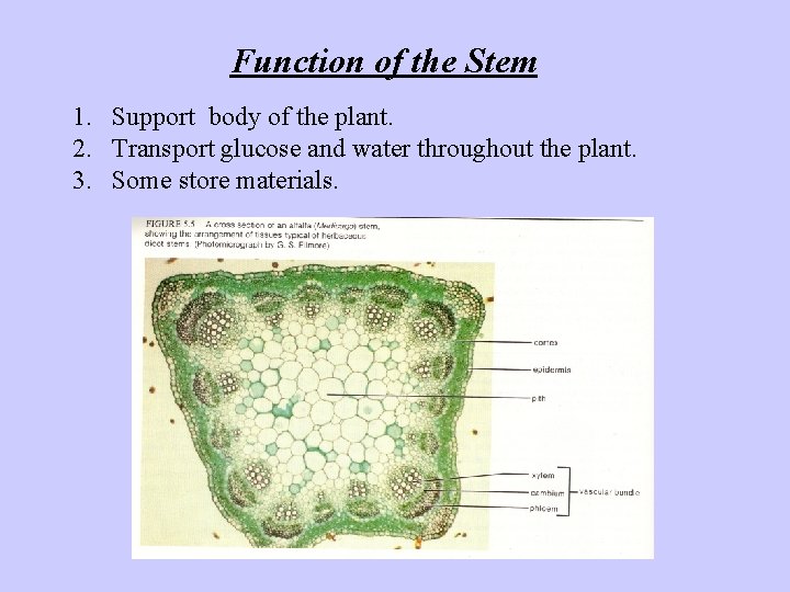Function of the Stem 1. Support body of the plant. 2. Transport glucose and