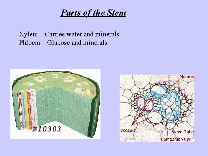 Parts of the Stem Xylem – Carries water and minerals Phloem – Glucose and
