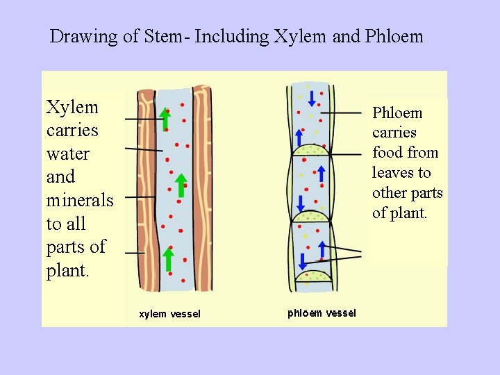 Drawing of Stem- Including Xylem and Phloem Xylem carries water and minerals to all