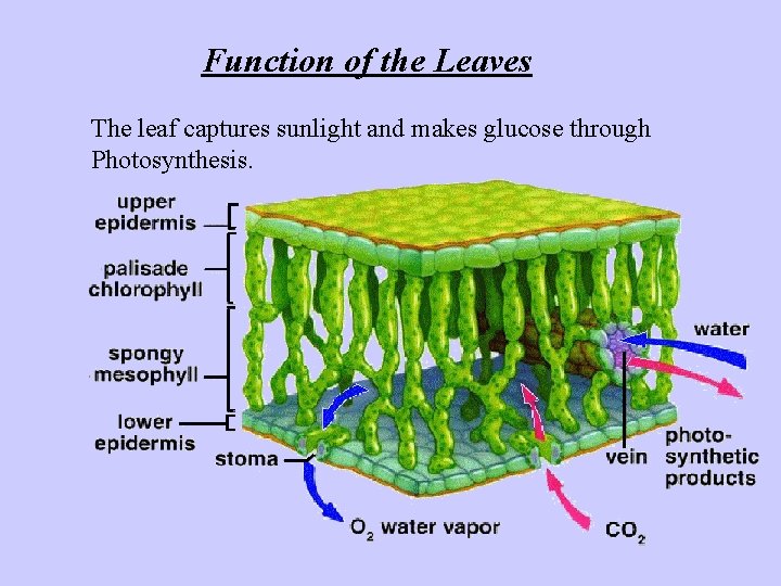 Function of the Leaves The leaf captures sunlight and makes glucose through Photosynthesis. 