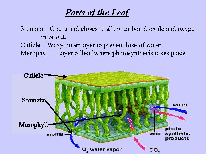 Parts of the Leaf Stomata – Opens and closes to allow carbon dioxide and